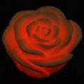 Encantador luz Multi-color Rose (3 * AG13)